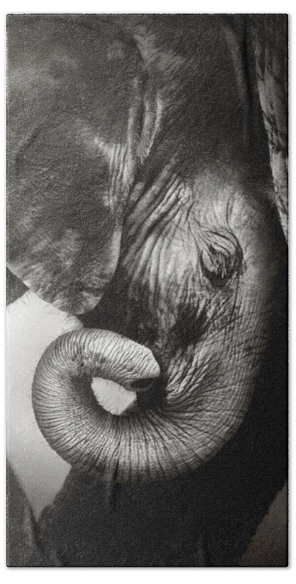 Baby elephant seeking comfort Beach Towel