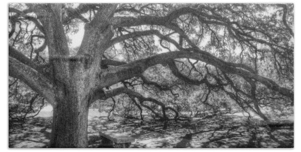 The Century Oak Beach Towel