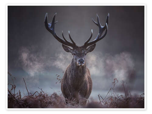A majestic red deer stag breathing