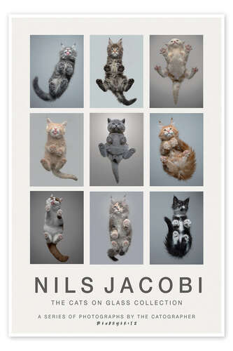 The Cats on Glass Collection